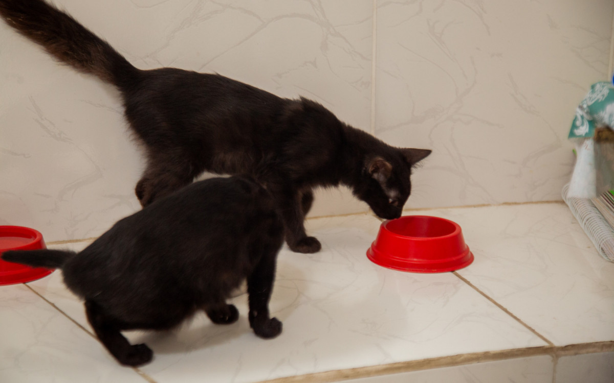 Gatos resgatados na ação