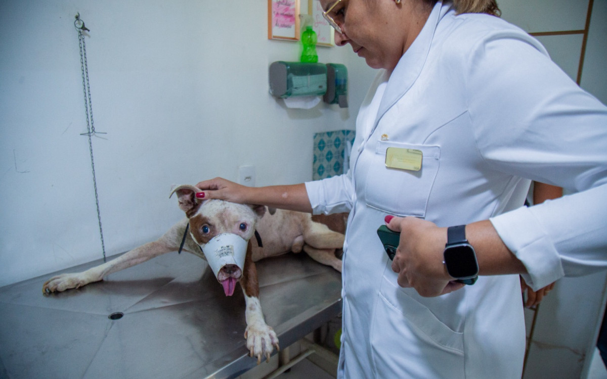 Veterinária com pitbull resgatado