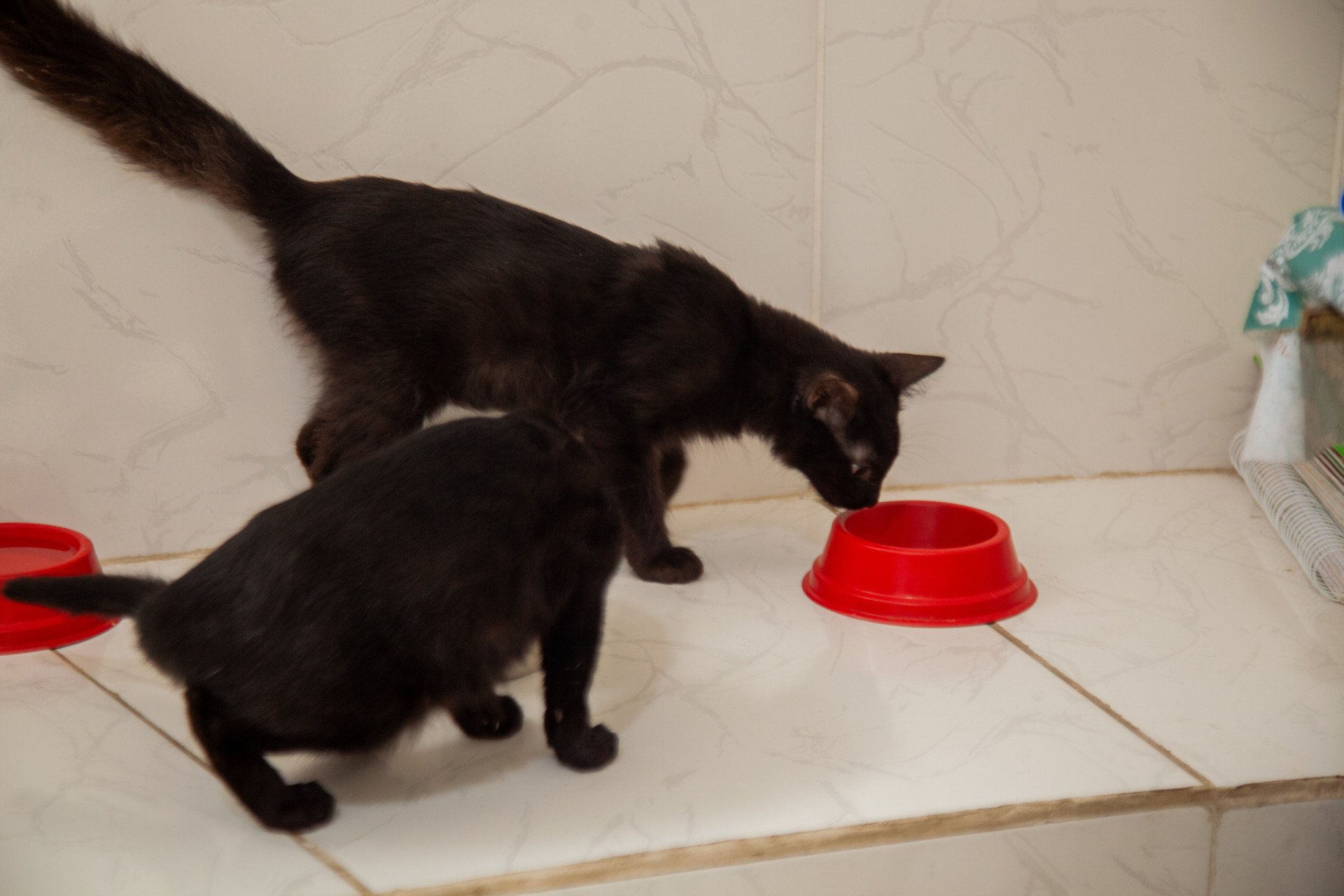 Gatos resgatados na ação - Felipe Soares/ PMN