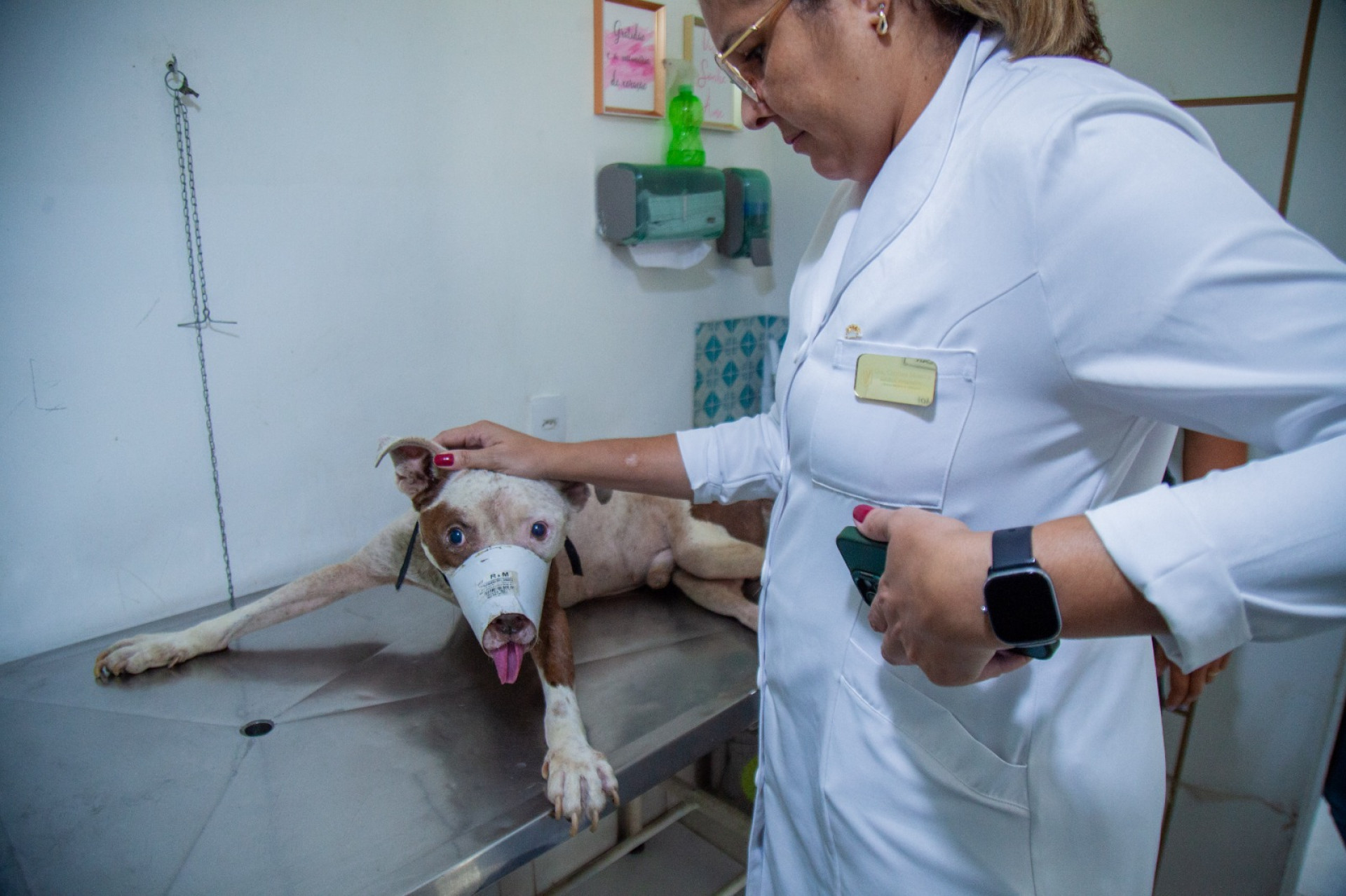 Veterinária com pitbull resgatado - Felipe Soares/ PMN