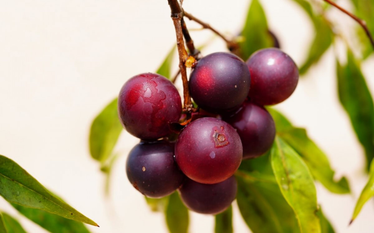 O camu-camu &eacute; uma das frutas com o teor mais alto de vitamina C (Imagem: juerginho | Shutterstock) 