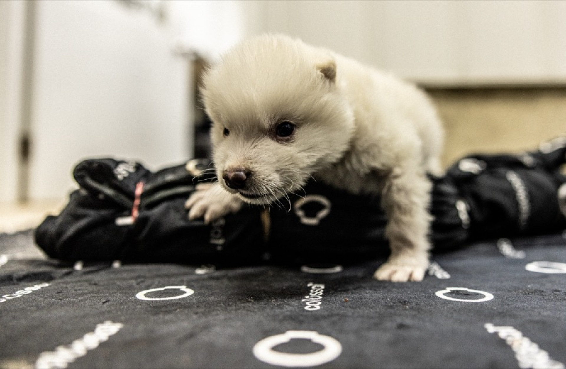 Lobos-terríveis são trazidos de volta à vida depois de 10 mil anos extintos - Reprodução / Colossal Biosciences