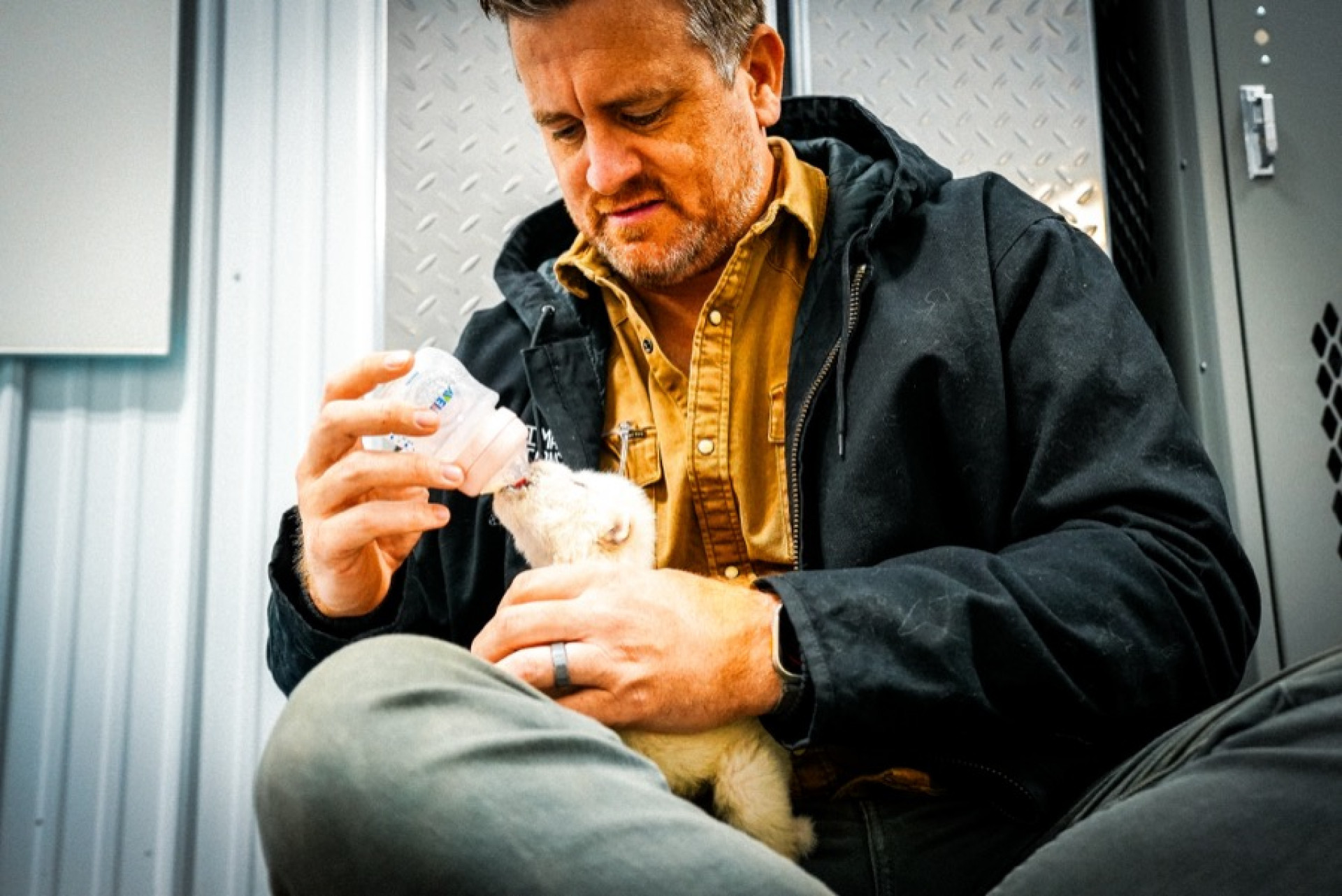 Lobos-terríveis são trazidos de volta à vida depois de 10 mil anos extintos - Reprodução / Colossal Biosciences