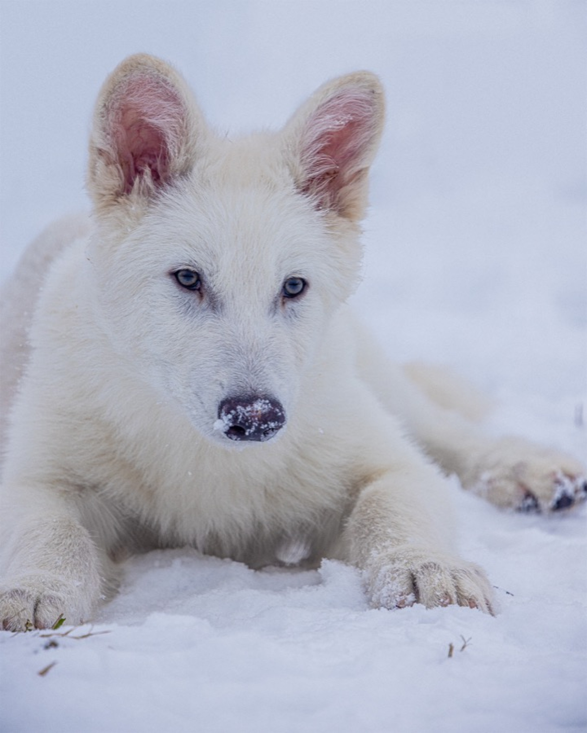 Lobos-terríveis são trazidos de volta à vida depois de 10 mil anos extintos - Reprodução / Colossal Biosciences