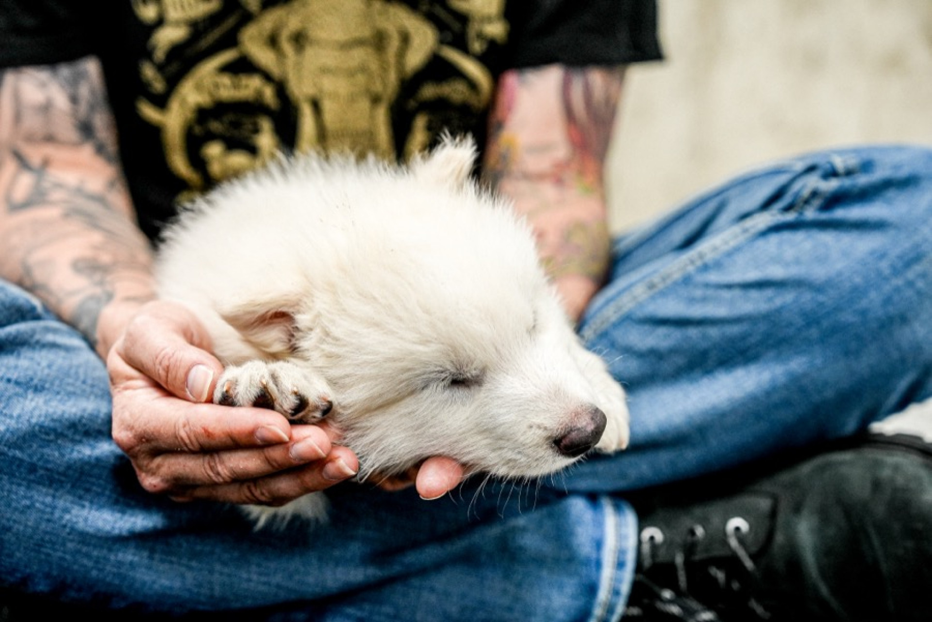 Lobos-terríveis são trazidos de volta à vida depois de 10 mil anos extintos - Reprodução / Colossal Biosciences