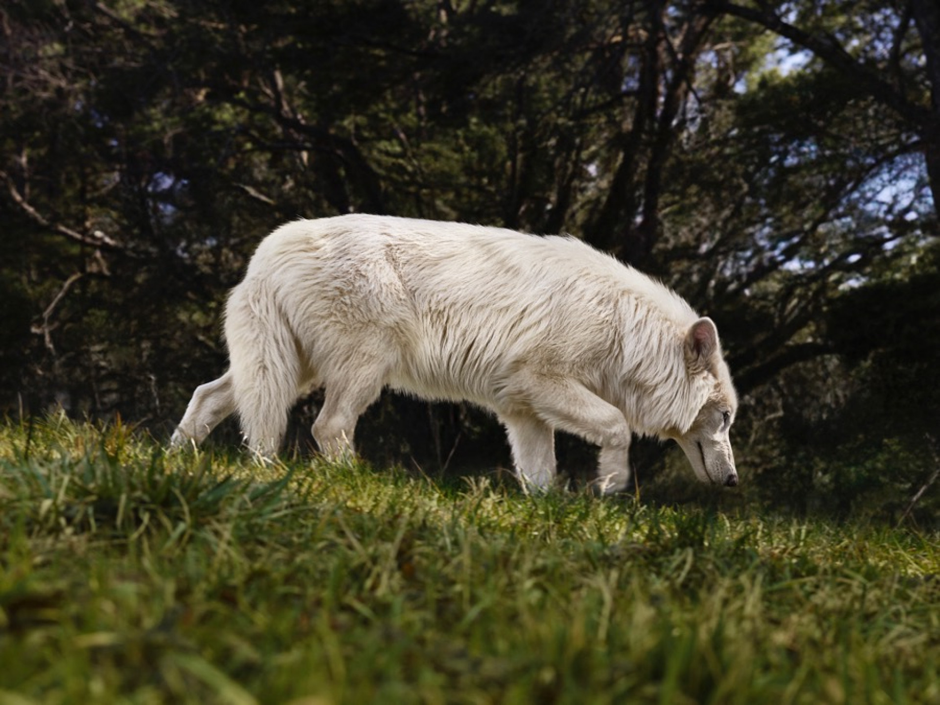 Lobos-terríveis são trazidos de volta à vida depois de 10 mil anos extintos - Reprodução / Colossal Biosciences