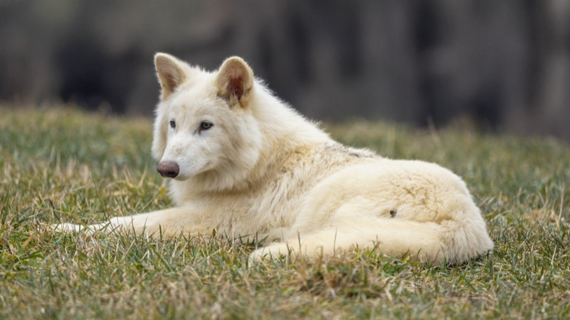 Lobos-terríveis são trazidos de volta à vida depois de 10 mil anos extintos - Reprodução / Colossal Biosciences