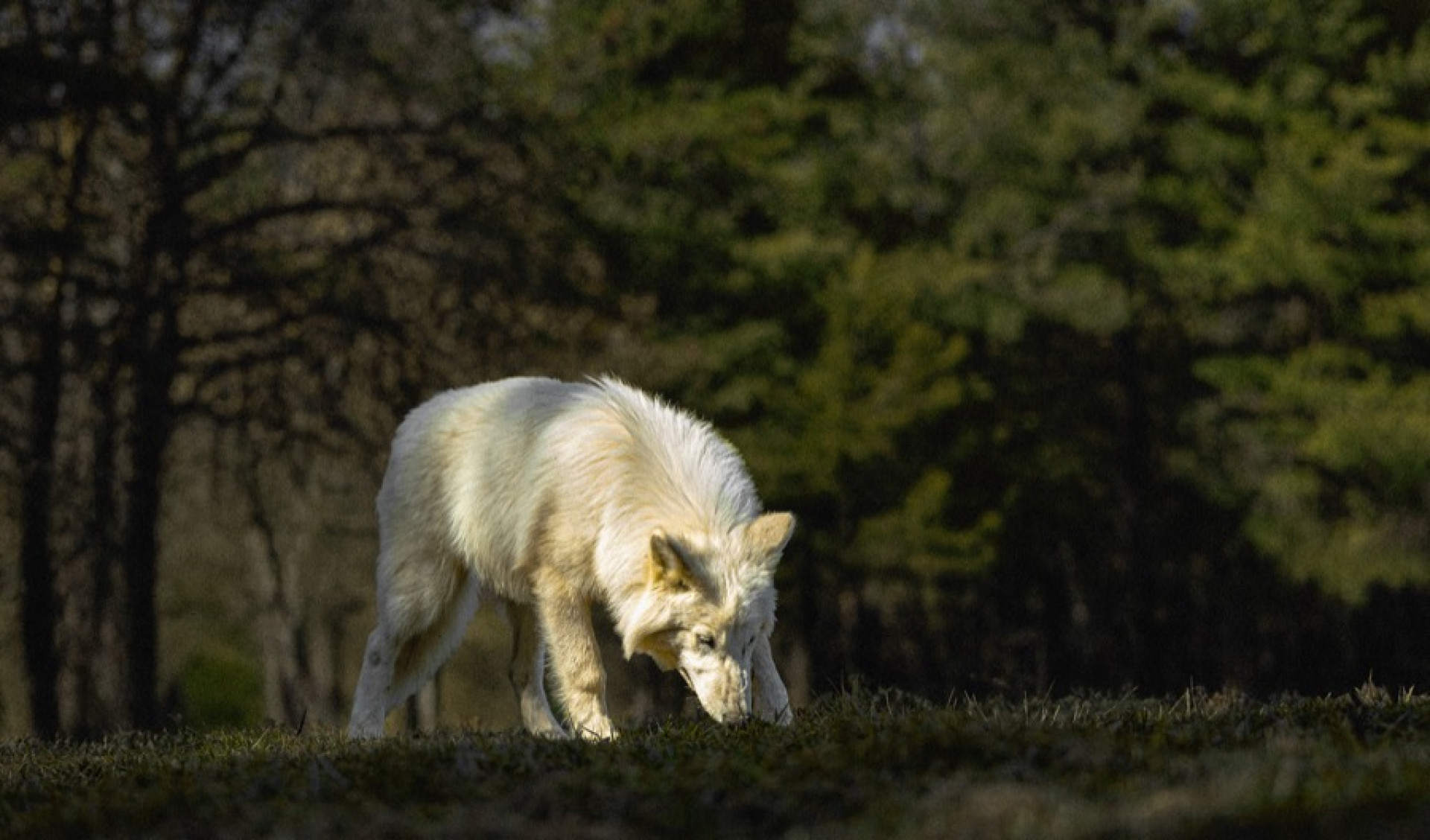 Lobos-terríveis são trazidos de volta à vida depois de 10 mil anos extintos - Reprodução / Colossal Biosciences