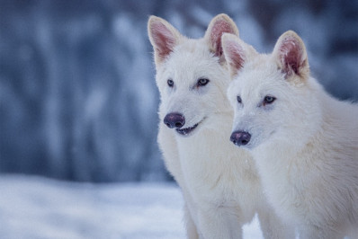 Lobos pré-históricos de 'Game of Thrones' são trazidos de volta da extinção; entenda