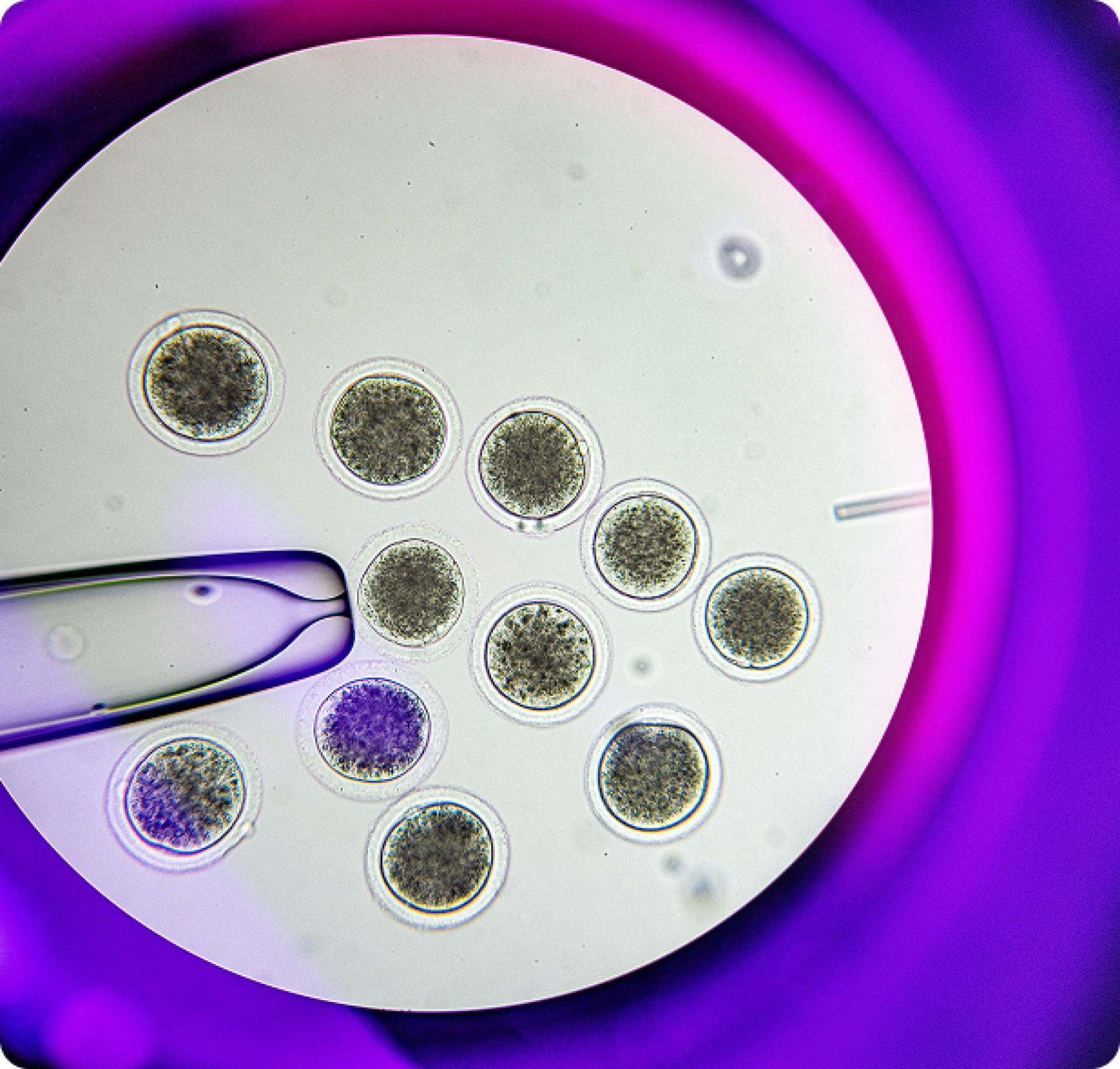 Lobos-terríveis são trazidos de volta à vida depois de 10 mil anos extintos - Reprodução / Colossal Biosciences