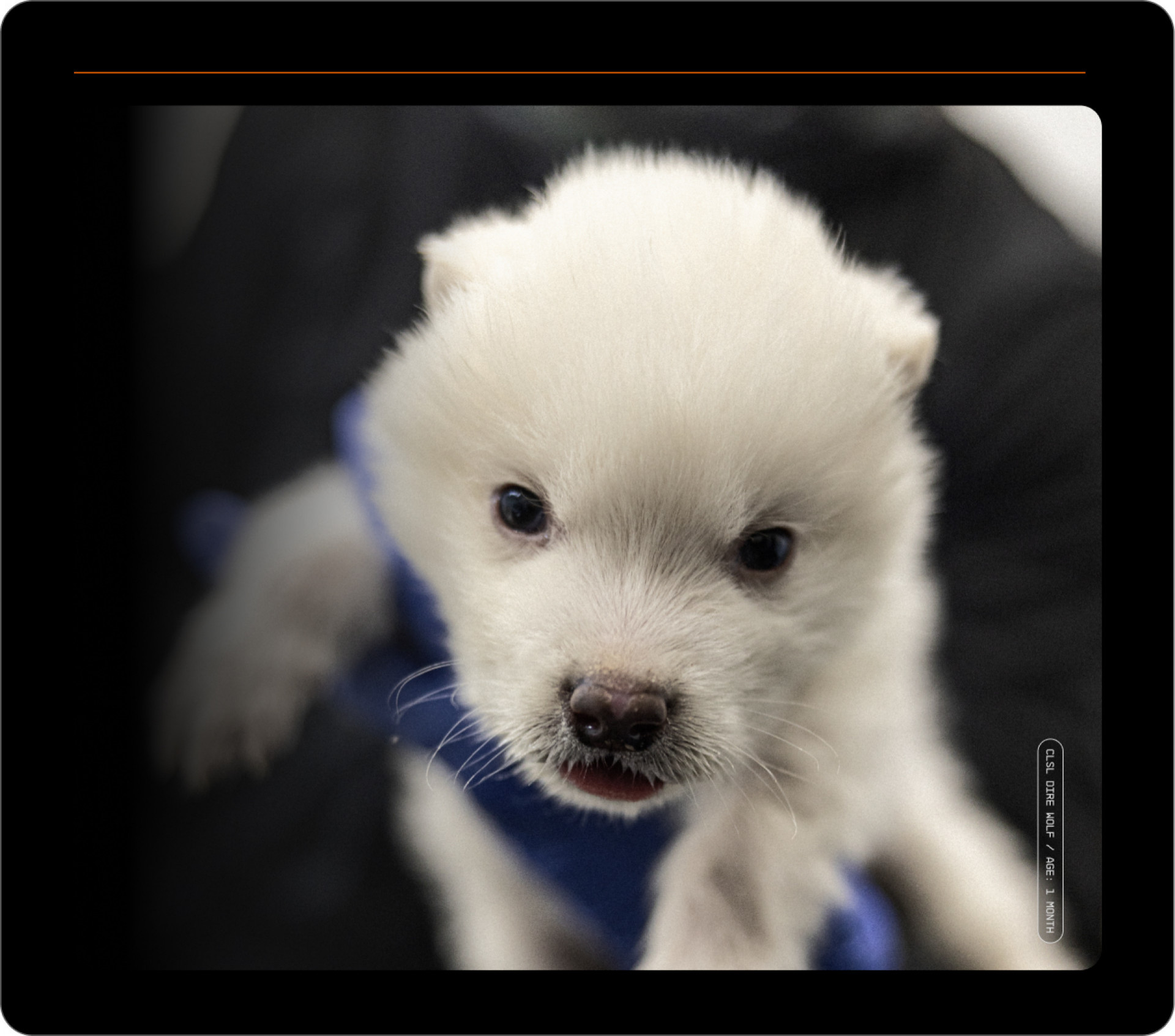 Lobos-terríveis são trazidos de volta à vida depois de 10 mil anos extintos - Reprodução / Colossal Biosciences