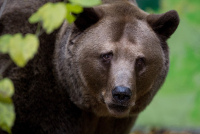 Em meio a ataques, Eslováquia autoriza abate de 350 ursos pardos