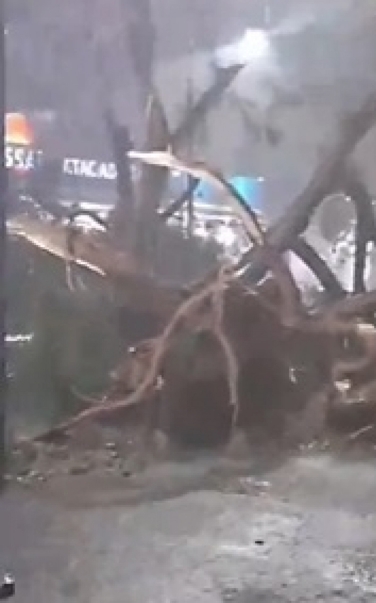 Na Ilha do Governador, os fortes ventos arrancaram uma árvore pela raiz