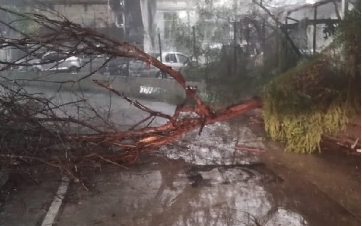 Em Ramos, uma árvore interditou a Rua Cardoso de Morais, altura do BRT