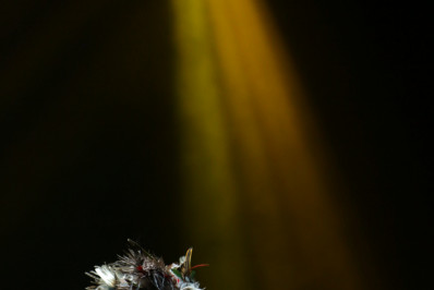 'Homem com H': Cinebiografia de Ney Matogrosso ganha novo trailer 