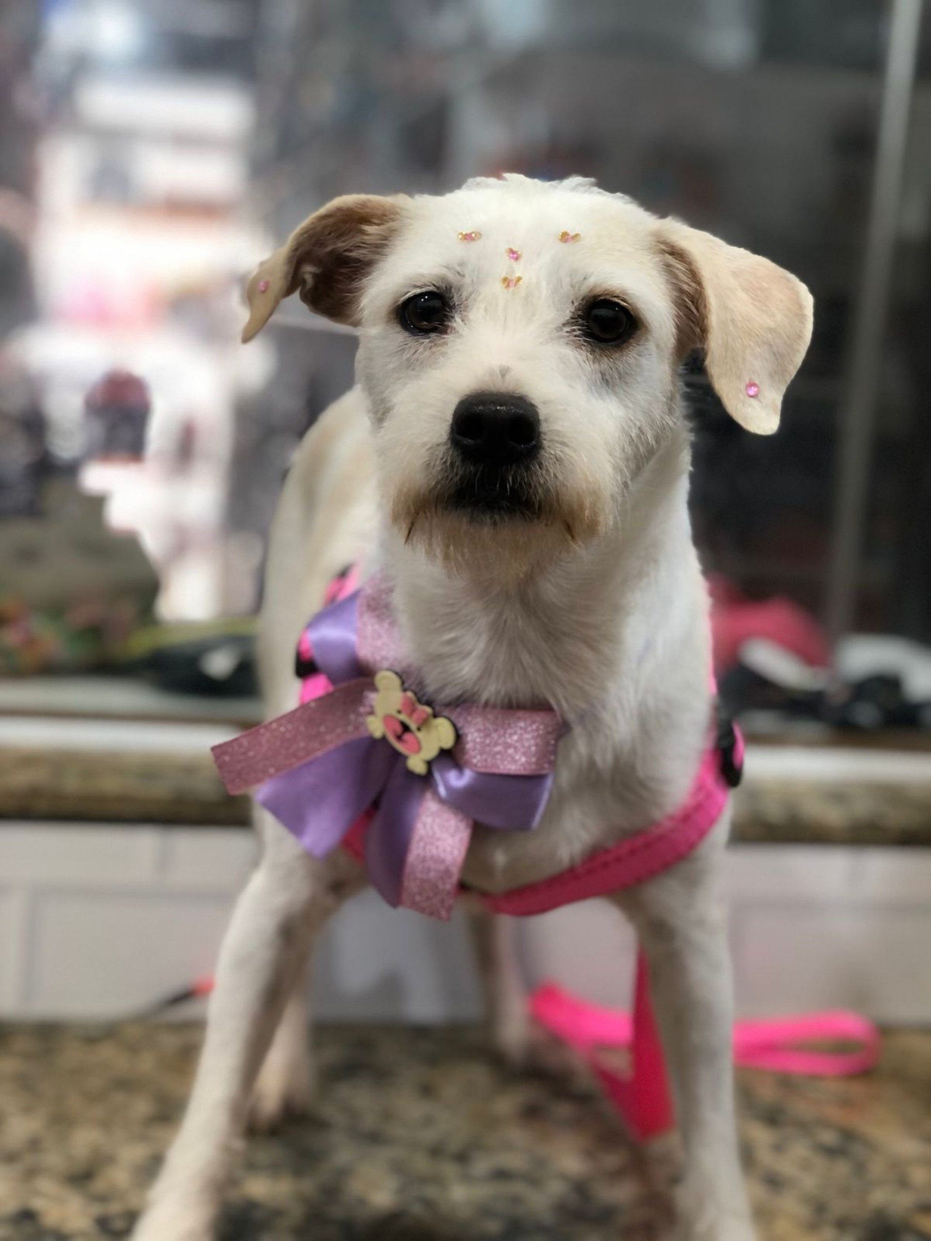 A a&ccedil;&atilde;o celebra a nova lei que institui o dia 3 de abril como o Dia Municipal da Causa de Amor aos Animais - Divulga&ccedil;&atilde;o / PMN