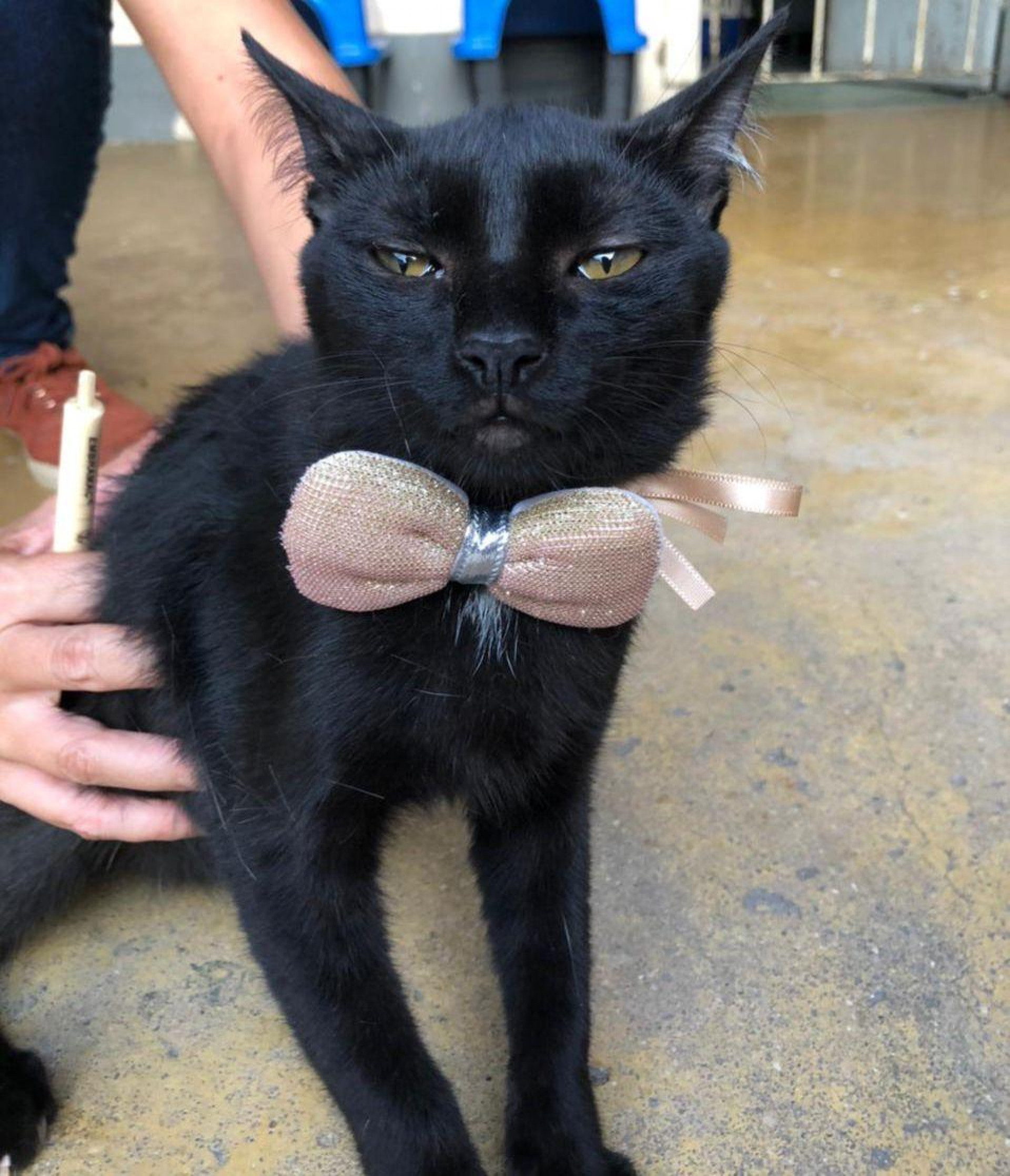 O simpático e carinhoso Bruce também está disponível para adoção responsável