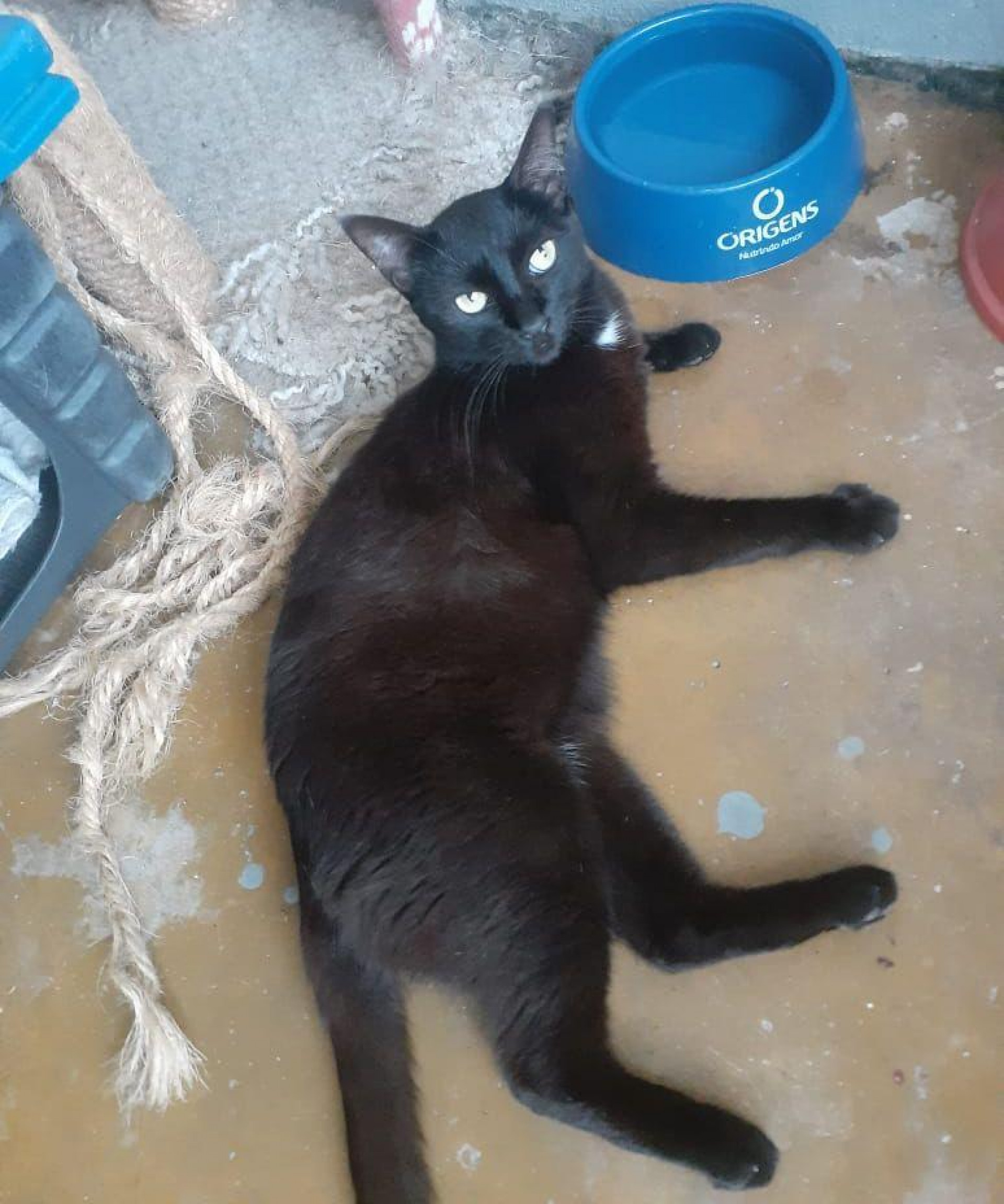 Gatinho adolescente dispon&iacute;vel para ado&ccedil;&atilde;o respons&aacute;vel, j&aacute; castrado e saud&aacute;vel