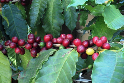 Café tem atenção especial no município