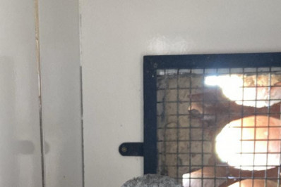 ASAS intensifica cuidado com a fauna local e atende 133 animais silvestres