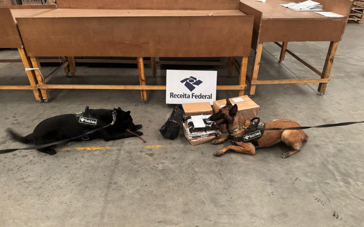 As agentes caninas, Abby e Elektra, encontraram os entorpecentes - Divulga&ccedil;&atilde;o / Receita federal