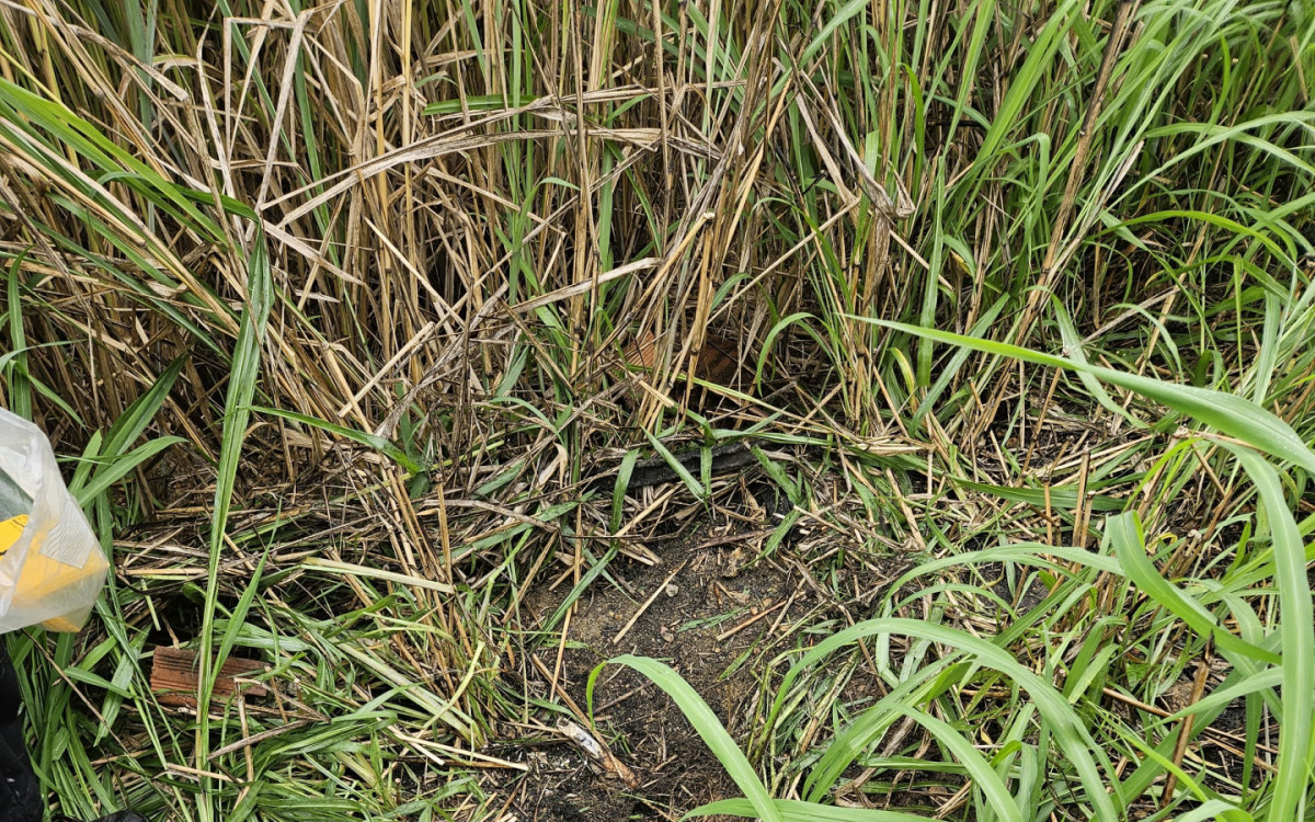 Policiais marcaram as covas encontradas no cemit&eacute;rio clandestino