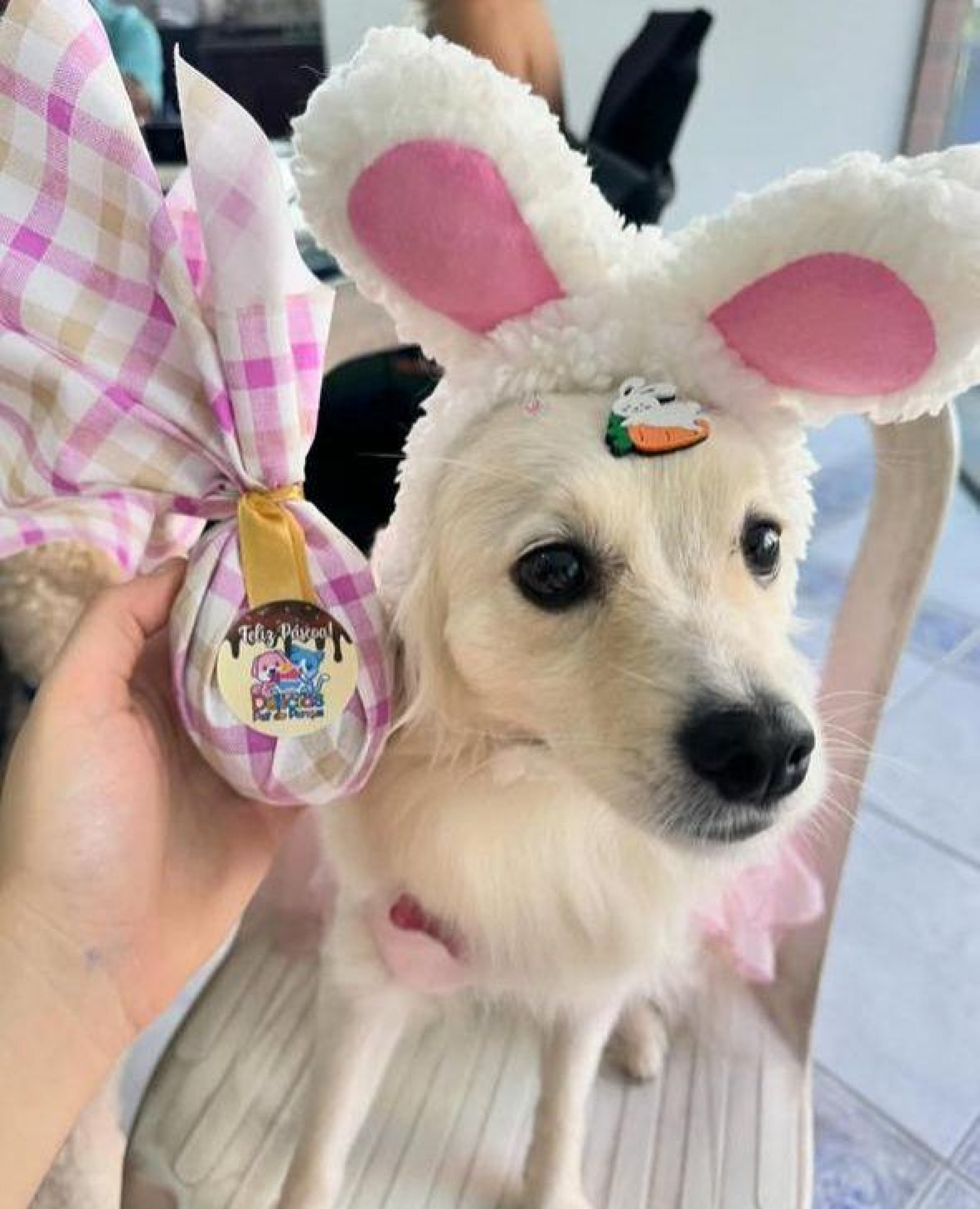 Safira vai comer na Páscoa petiscos sem corantes ou conservantes