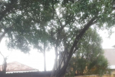 Comlurb adia poda, e dona de abrigo para animais na Zona Norte teme queda de árvore: ‘Apreensivos’