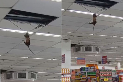 Vídeo: Gambá é flagrado pendurado no teto de supermercado em Búzios