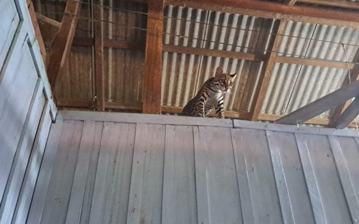 Jaguatirica era mantida em cativeiro ilegal em fazenda de Uruará (PA)  - Divulgação/Ibama