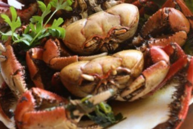 Caranguejo é prato especial durante o 