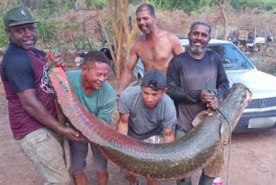 Grupo captura peixe de 80 kg e 2,2 metros de comprimento na Bahia