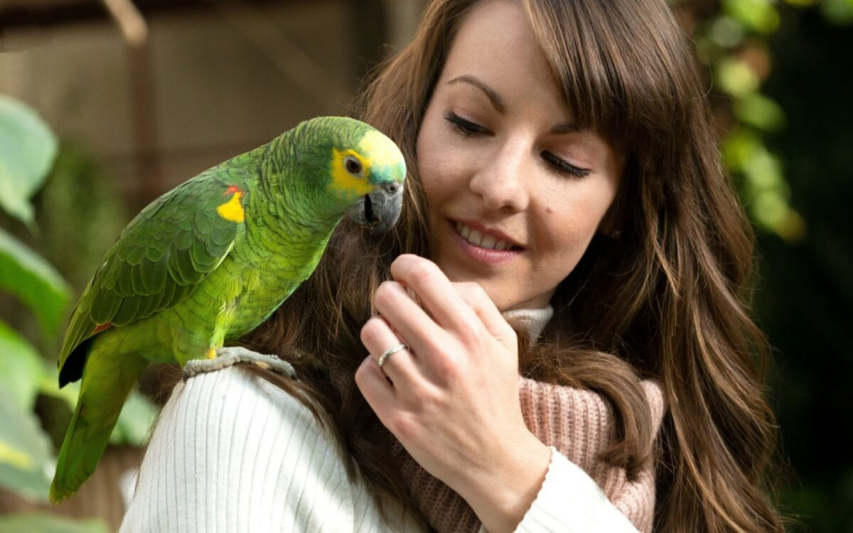 Os papagaios podem reproduzir falas humanas (Imagem: Creative Wright | Shutterstock)