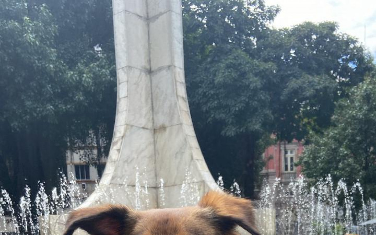 Chiara tem aproximadamente uma ano e meio, porte pequeno para m&eacute;dio e pelos caramelos medianos