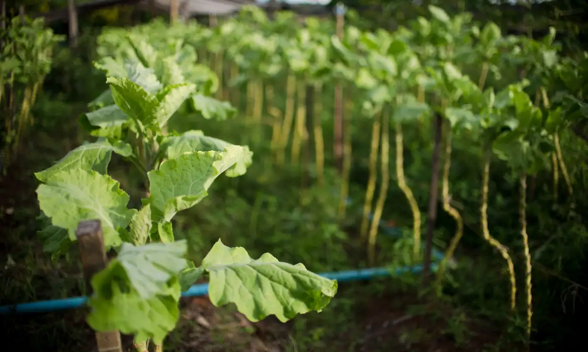 BNDES destina R$ 135 milhões a ações sociais e ambientais em favelas