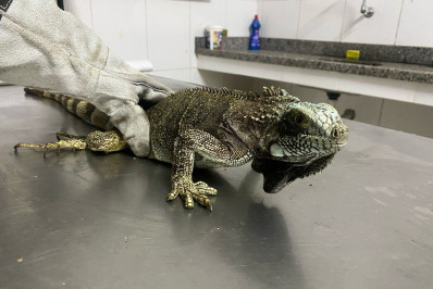 Mais de 50 animais silvestres foram resgatados em Barra Mansa neste ano