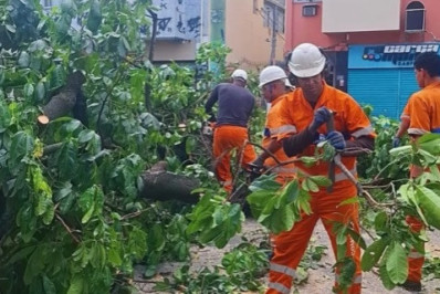 Árvore cai e interdita trecho de avenida em Vila Isabel