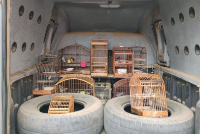 Operação do Inea durante 