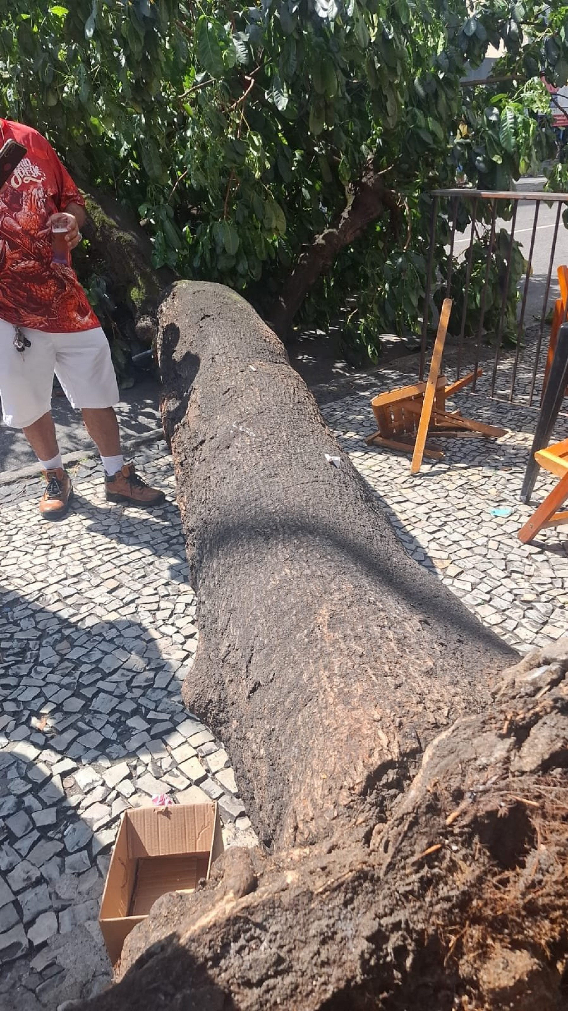 Árvore caiu perto da esquina com a Rua Rocha Fragoso - Divulgação / COR