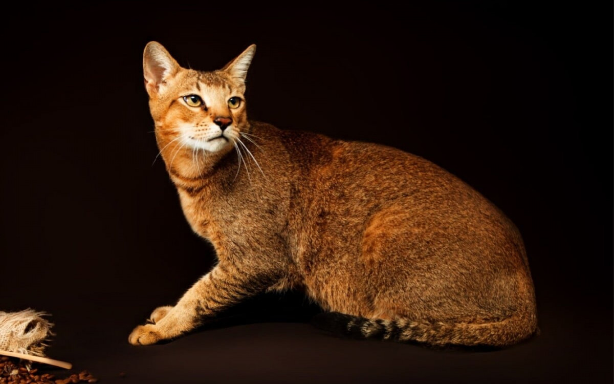 O gato chausie &eacute; ideal para tutores que desejam um felino carism&aacute;tico e curioso (Imagem: Tania__Wild | Shutterstock)