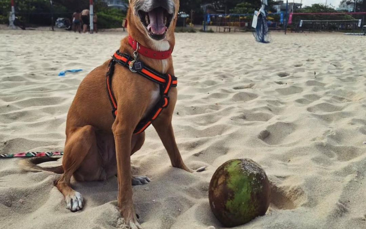Maya foi adotada na Matilha dos Latas quando tinha um ano e meio