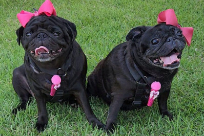 Rio Pet Week: 2ª edição traz atrações gratuitas para pets e tutores