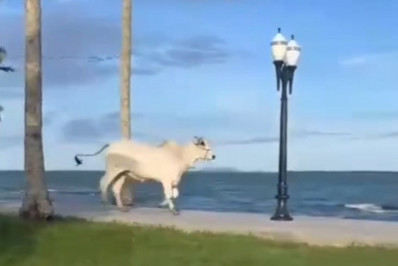 Boi desorientado assusta moradores na orla de Araruama