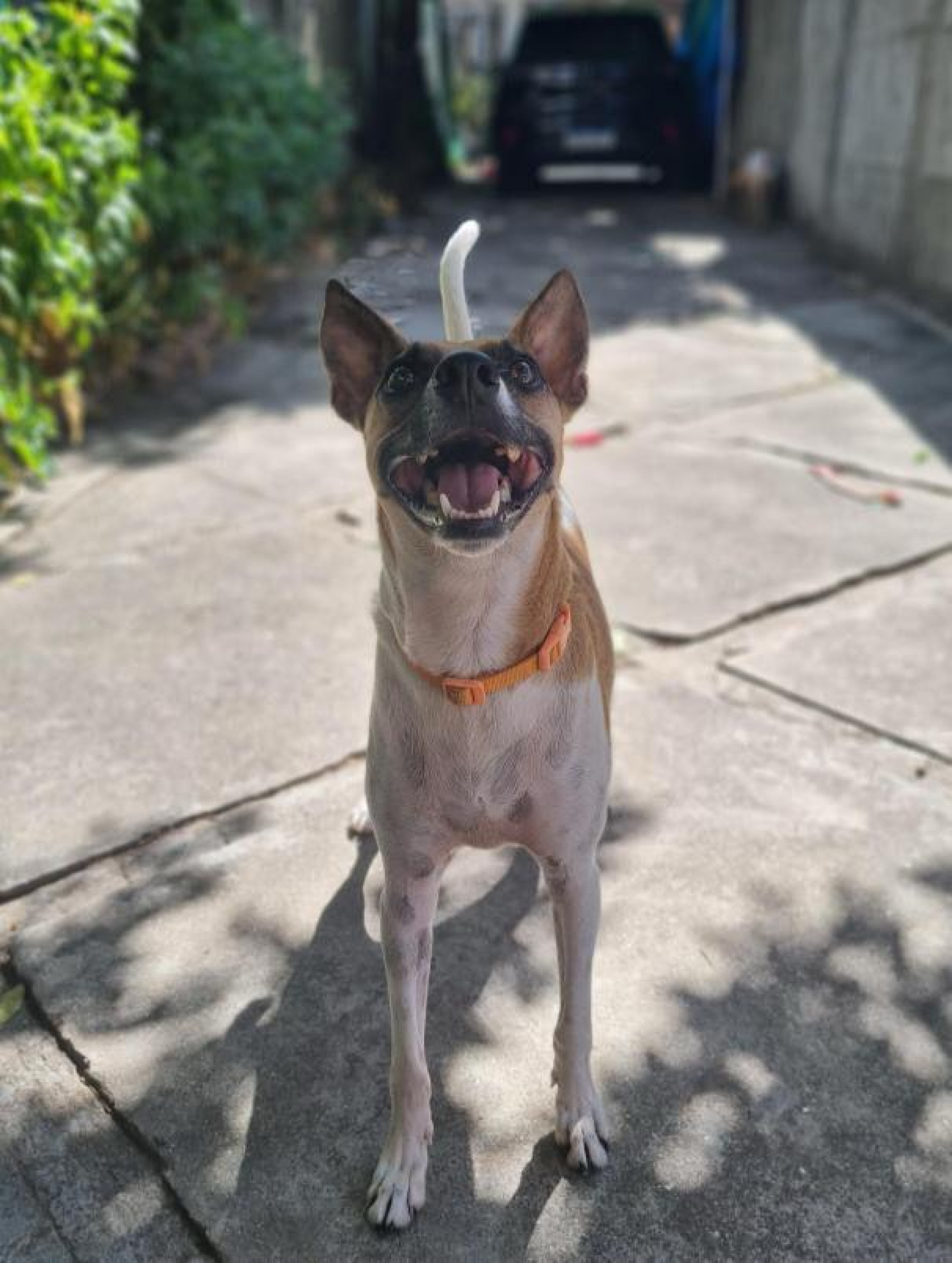 Skinne  tem 4 anos, est&aacute; castrado e dispon&iacute;vel para ado&ccedil;&atilde;o respons&aacute;vel