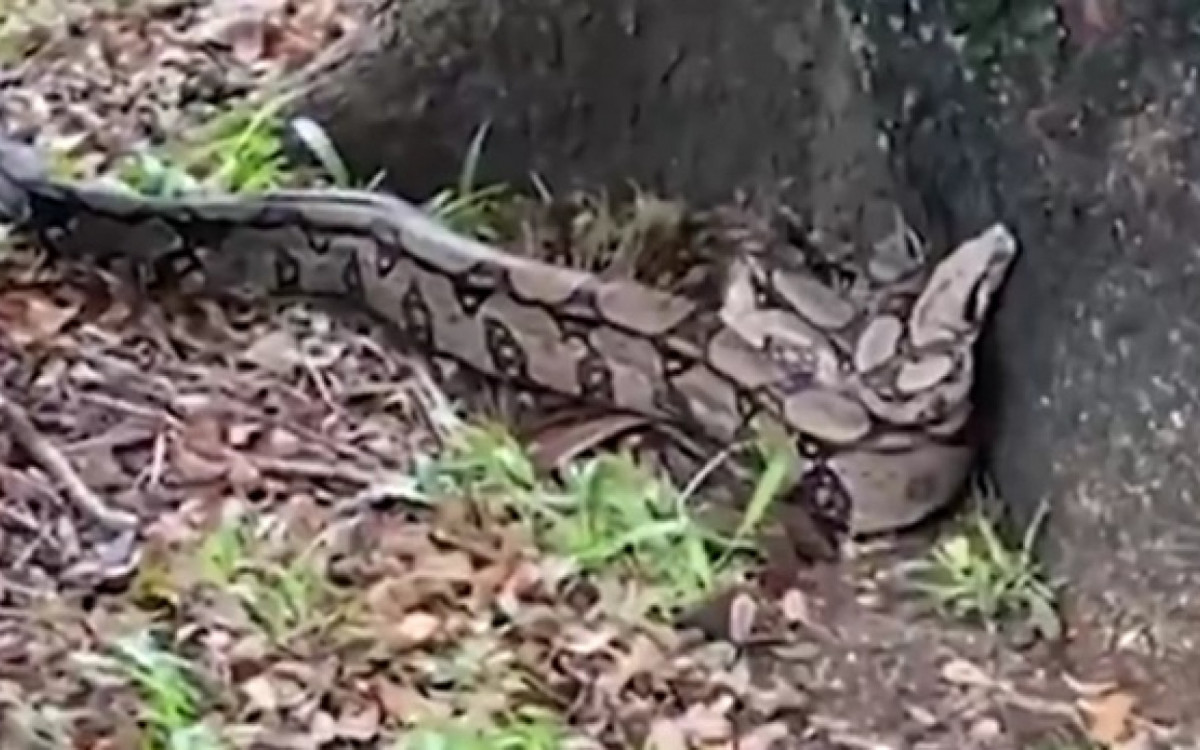 Cobra estava ao lado de uma árvore na Praça Santos Dumont, na Gávea