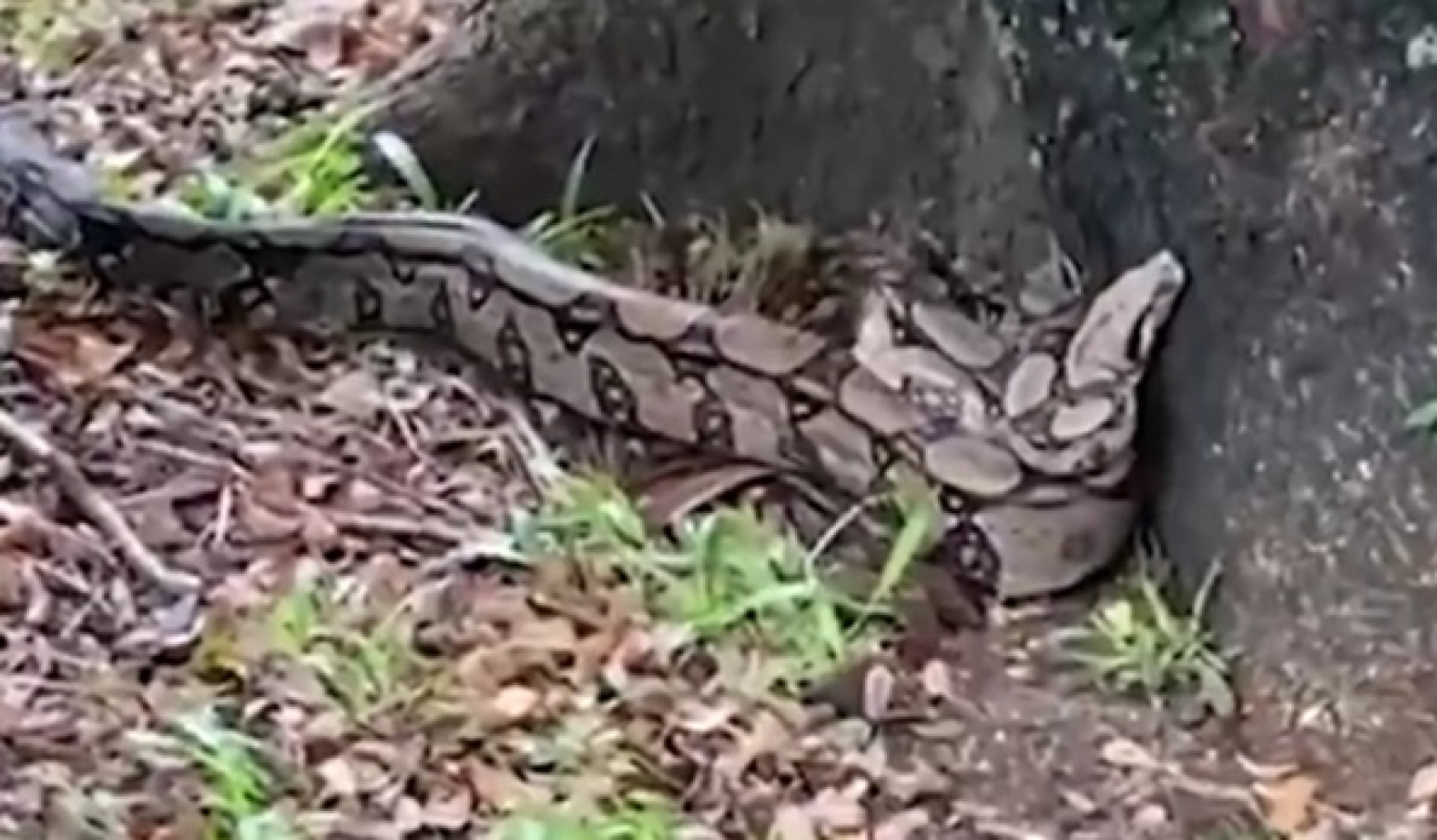 Cobra estava ao lado de uma &aacute;rvore na Pra&ccedil;a Santos Dumont, na G&aacute;vea - Reprodu&ccedil;&atilde;o