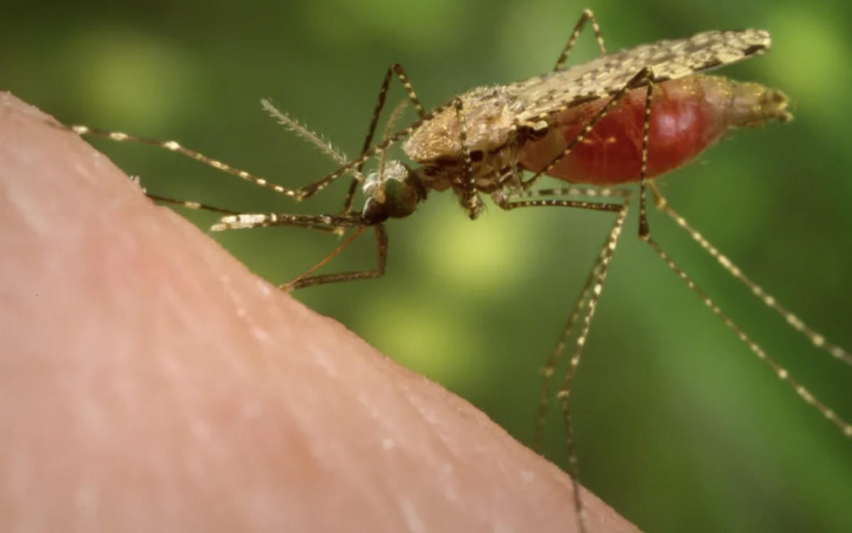 Malária é causada por protozoários do gênero plasmodium