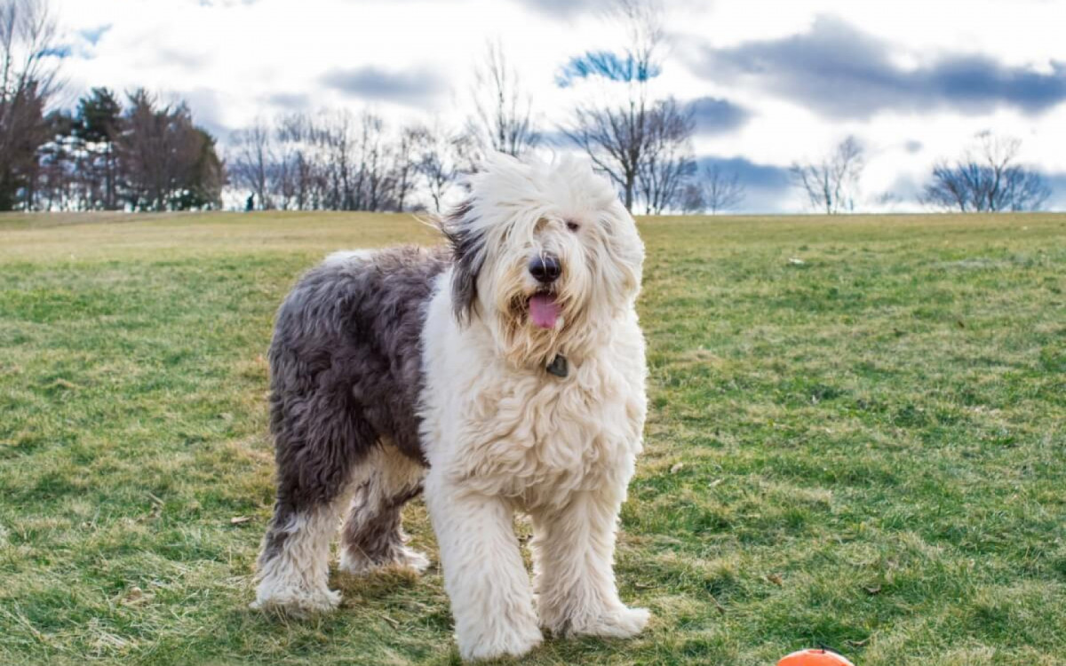 O old english sheepdog &eacute; uma ra&ccedil;a protetora e brincalhona (Imagem: DesignTop | Shutterstock)