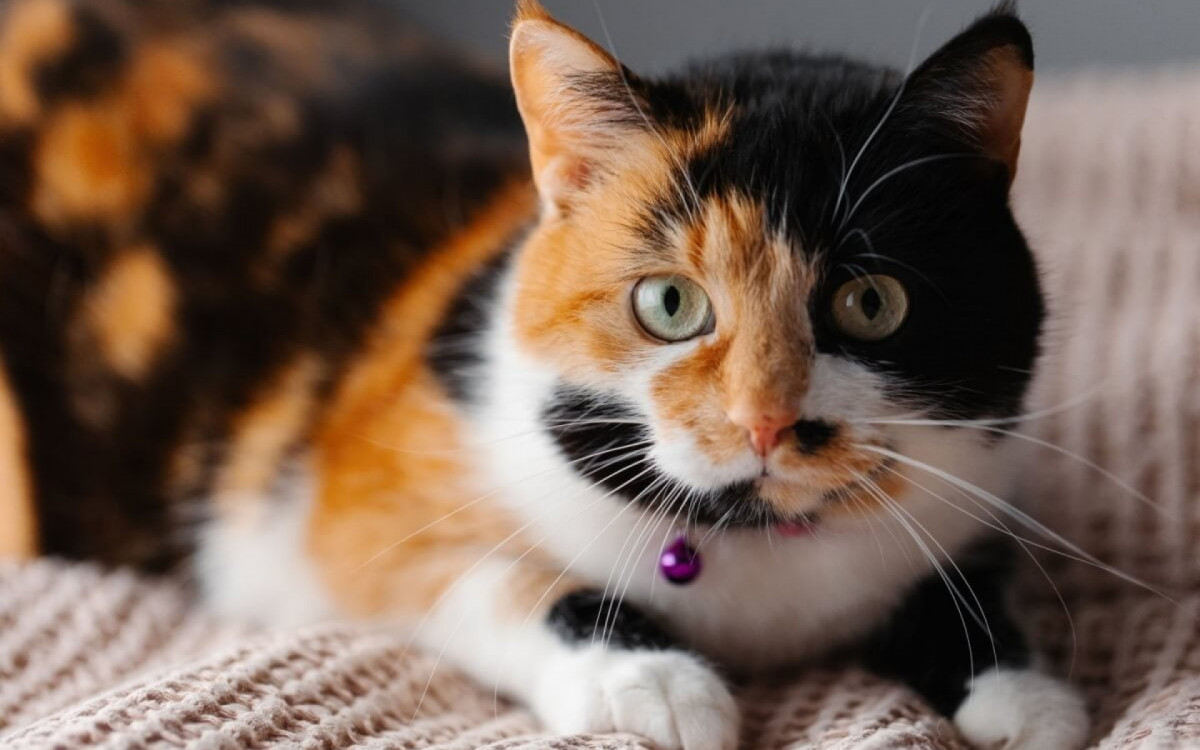 Os gatos tricolores guardam particularidades gen&eacute;ticas e culturais (Imagem: Kifor production | Shutterstock)