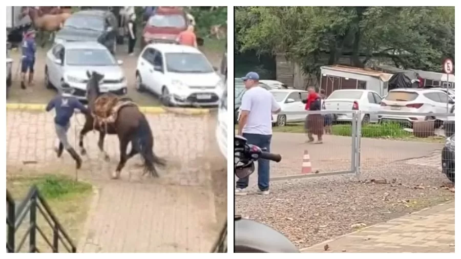 Ataque de abelhas deixa pessoas feridas e dois cavalos mortos em evento no RS